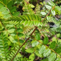Sorbus cf. koehiana SDR9758